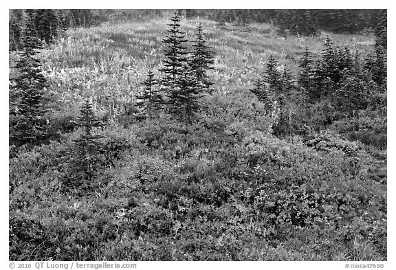 Paradise meadow in the fall. Mount Rainier National Park (black and white)