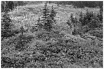 Paradise meadow in the fall. Mount Rainier National Park ( black and white)