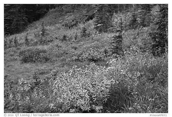 Wildflowers bloom while berry plants turn to autumn color in background. Mount Rainier National Park, Washington, USA.