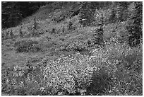 Wildflowers bloom while berry plants turn to autumn color in background. Mount Rainier National Park, Washington, USA. (black and white)