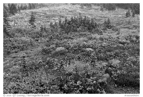 Berry plants and conifers in fall, Paradise Meadows. Mount Rainier National Park, Washington, USA.