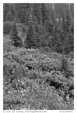 Meadow and forest in autumn. Mount Rainier National Park (black and white)
