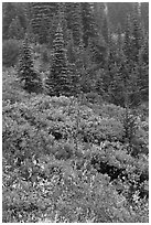 Meadow and forest in autumn. Mount Rainier National Park, Washington, USA. (black and white)