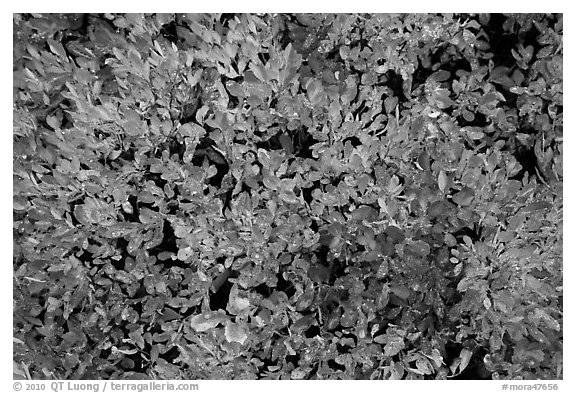 Close-up of berry leaves in autumn color. Mount Rainier National Park (black and white)