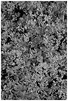 Close-up of berry leaves in fall color. Mount Rainier National Park, Washington, USA. (black and white)