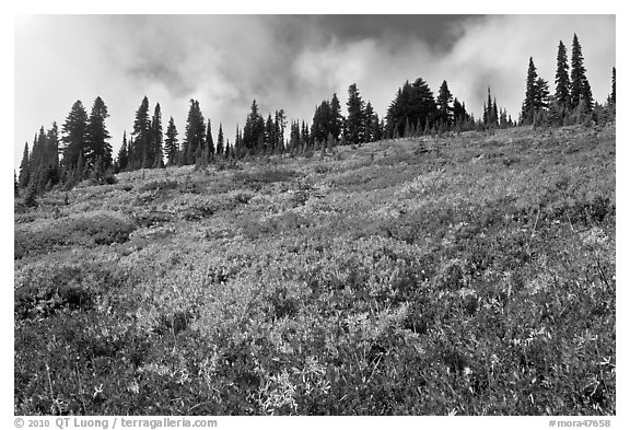 Brighly colored meadow and tree line in autumn. Mount Rainier National Park, Washington, USA.