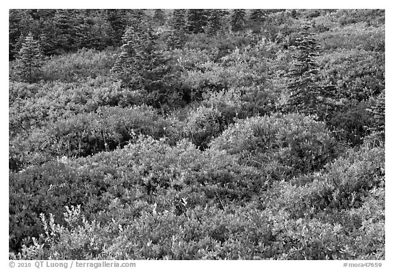 Alpine garden in the fall. Mount Rainier National Park (black and white)