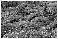 Alpine garden in the fall. Mount Rainier National Park, Washington, USA. (black and white)