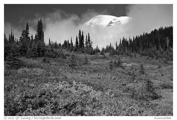 Mount Rainier emerging above clouds and meadows in autumn. Mount Rainier National Park, Washington, USA.