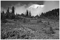 Mount Rainier emerging above clouds and meadows in autumn. Mount Rainier National Park, Washington, USA. (black and white)