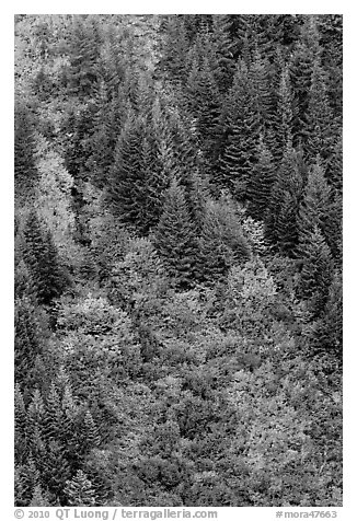 Slope with conifers and shrubs in fall color. Mount Rainier National Park, Washington, USA.