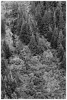 Slope with conifers and shrubs in fall color. Mount Rainier National Park, Washington, USA. (black and white)