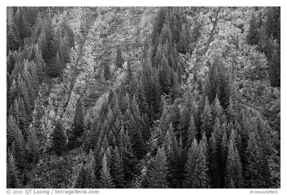 Vine maples color slopes in Stevens Canyon. Mount Rainier National Park (black and white)