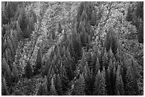 Vine maples color slopes in Stevens Canyon. Mount Rainier National Park ( black and white)