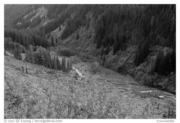 Stevens Canyon in autumn. Mount Rainier National Park (black and white)