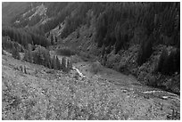 Stevens Canyon in autumn. Mount Rainier National Park, Washington, USA. (black and white)