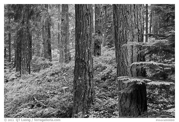 Conifer forest near Ohanapecosh. Mount Rainier National Park (black and white)