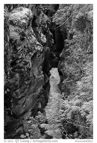 Box Canyon. Mount Rainier National Park, Washington, USA.