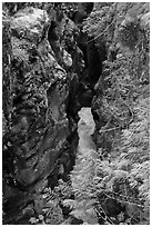 Box Canyon. Mount Rainier National Park ( black and white)