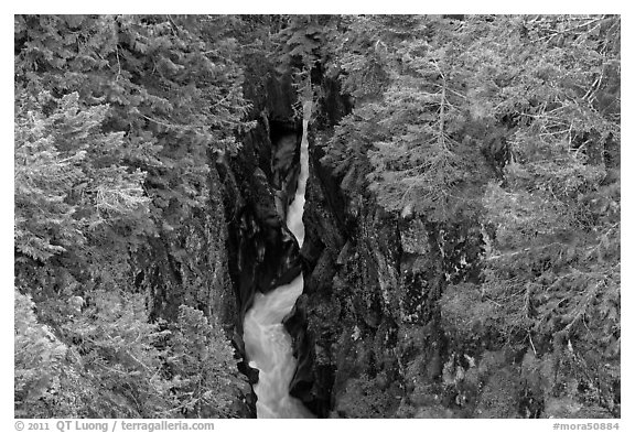 Mossy green basalt canyon. Mount Rainier National Park, Washington, USA.