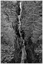 Canyon of the Muddy Fork of Cowlitz River. Mount Rainier National Park, Washington, USA. (black and white)