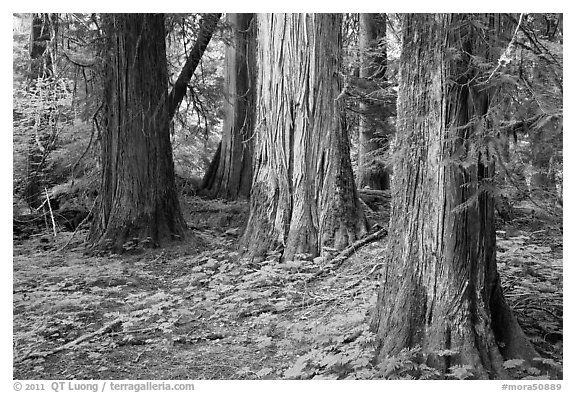 Patriarch Grove. Mount Rainier National Park (black and white)