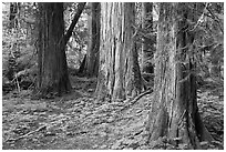 Patriarch Grove. Mount Rainier National Park, Washington, USA. (black and white)