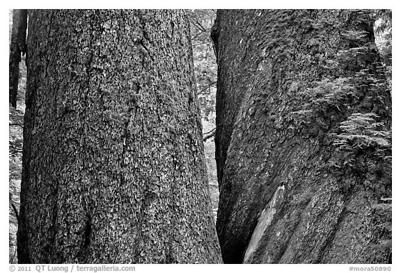 Twin trunks of 1000 year old douglas firs. Mount Rainier National Park (black and white)