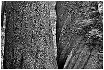Twin trunks of 1000 year old douglas firs. Mount Rainier National Park, Washington, USA. (black and white)