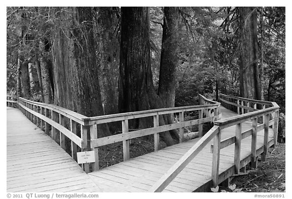 Boardwalk, Patriarch Grove. Mount Rainier National Park, Washington, USA.