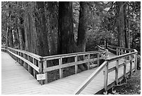 Boardwalk, Patriarch Grove. Mount Rainier National Park, Washington, USA. (black and white)