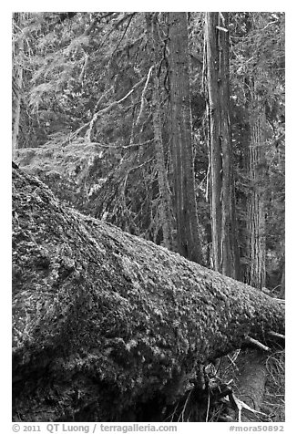 Moss-covered fallen tree in Patriarch Grove. Mount Rainier National Park, Washington, USA.