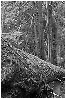 Moss-covered fallen tree in Patriarch Grove. Mount Rainier National Park, Washington, USA. (black and white)