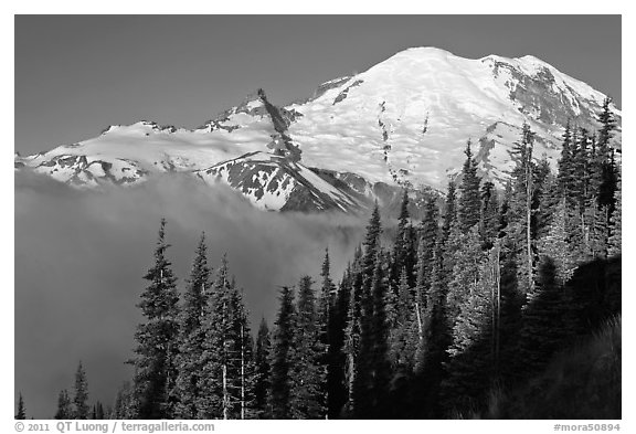 Forest, Mt Rainier and fog, early morning. Mount Rainier National Park, Washington, USA.