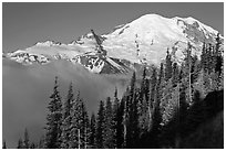 Forest, Mt Rainier and fog, early morning. Mount Rainier National Park, Washington, USA. (black and white)