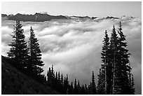 Sea of clouds and Governors Ridge, early morning. Mount Rainier National Park, Washington, USA. (black and white)