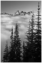 Spruce trees and cloud-filled valley. Mount Rainier National Park, Washington, USA. (black and white)