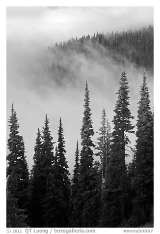 Forest and low clouds. Mount Rainier National Park (black and white)