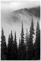 Forest and low clouds. Mount Rainier National Park, Washington, USA. (black and white)