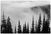 Trees, ridge, and fog. Mount Rainier National Park, Washington, USA. (black and white)