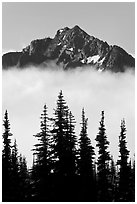 Spruce trees and mountain emerging above clouds. Mount Rainier National Park, Washington, USA. (black and white)