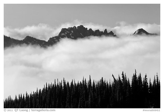 Dark conifers and ridge emerging from clouds. Mount Rainier National Park, Washington, USA.