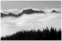 Dark conifers and ridge emerging from clouds. Mount Rainier National Park ( black and white)