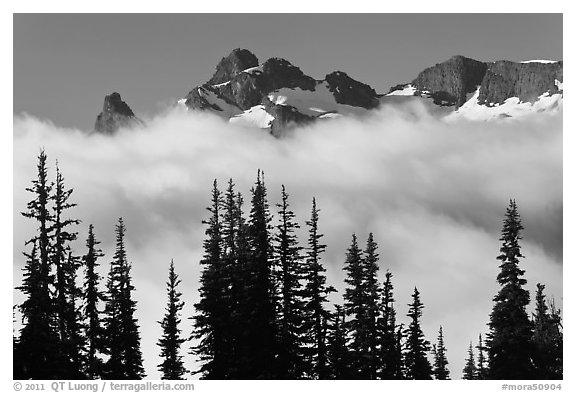 Trees, fog, and ridge, Sunrise. Mount Rainier National Park (black and white)