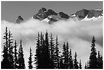 Trees, fog, and ridge, Sunrise. Mount Rainier National Park ( black and white)