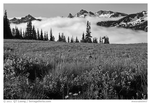 Lupine, meadow, and mountains emerging from clouds. Mount Rainier National Park (black and white)