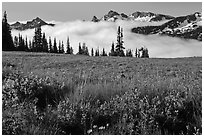 Lupine, meadow, and mountains emerging from clouds. Mount Rainier National Park, Washington, USA. (black and white)
