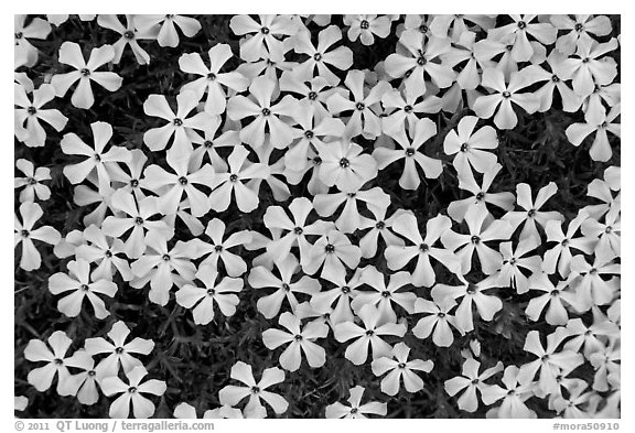 Cluster of alpine flowers. Mount Rainier National Park (black and white)