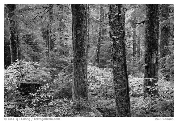 Old-growth forest in autumn. Mount Rainier National Park (black and white)