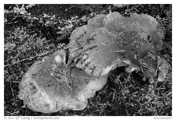 Close-up of large mushroom. Mount Rainier National Park (black and white)